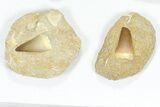 Lot: Large Mosasaur Teeth In Rock - Pieces #77100-1
